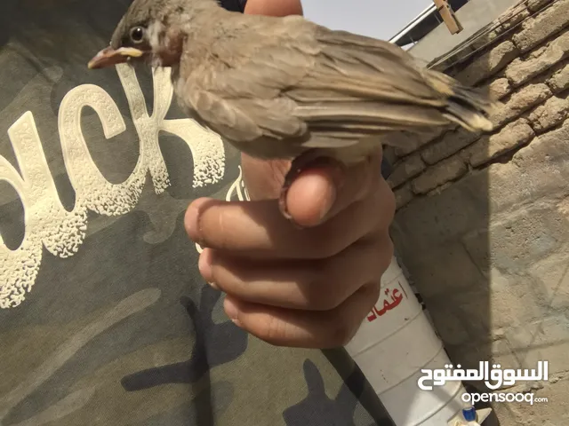 افراخ بلابل