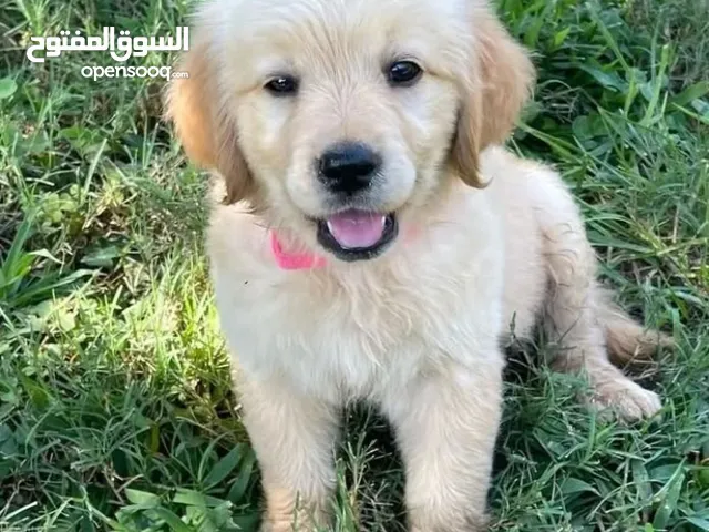 Golden Retriever puppies for sale and also looking for a nice and beautiful home