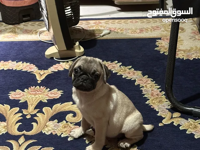 Female mini pug for sale 90 days - كلبة ميني بج للبيع عمرها 3 شهور
