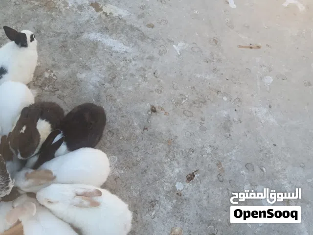 موجود ارانب عمر تقريبا من 4-5 اشهر