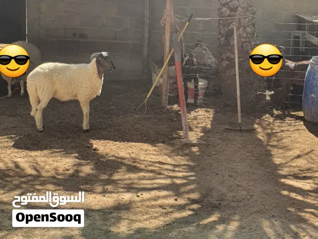 السلام عليكم حولي ماشاء الله تبارك الله متاح طرابلس