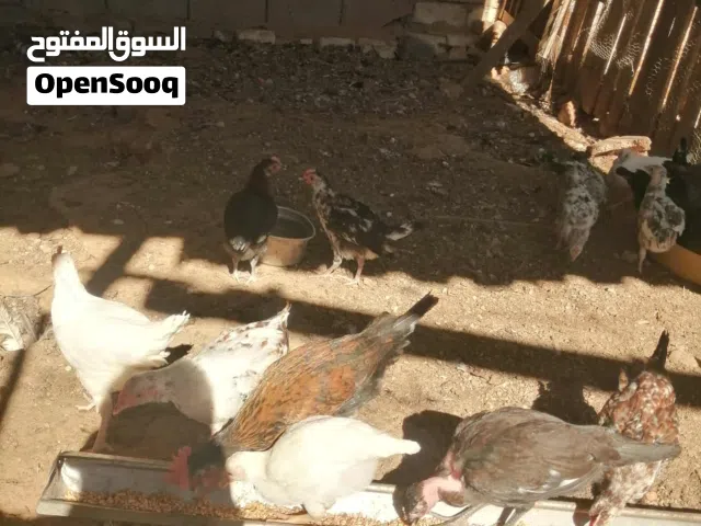 عتاتيق عربي واملط للبيع