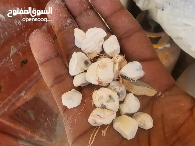 متوفر للبيـع قنقليز (تبلدي) انتاج السنه وارد يوغندا الشوال فيه 110 رطل ـ نظيف وجديد