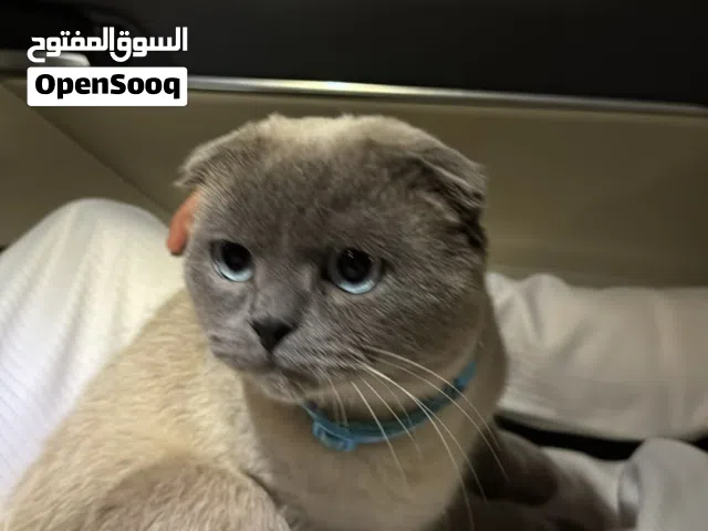 للتبين قط سكوتش فولد مهجن هملايا