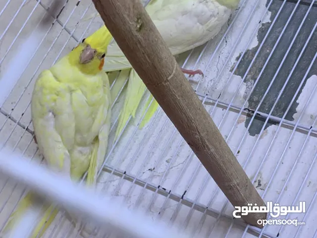 مخاليف كوكتيل لاتينو عين حمراء اليف أقراء الوصف
