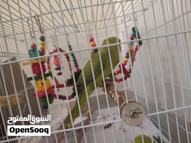 بغبغاء متوه ذكر مع قفص