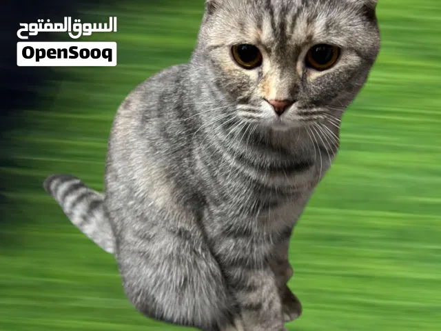قطط سكوتش فولد