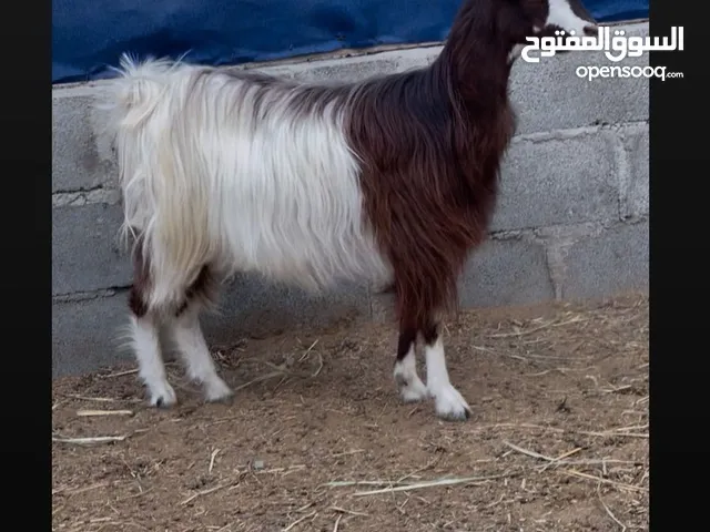 عنز ام ولده شيء طيب