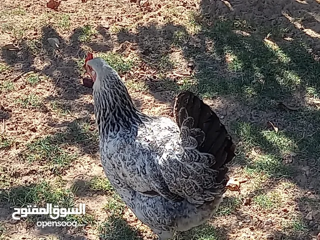 دجاج مشاءالله تبارك الله عز الكسب يدحي