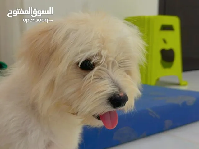 كلاب نضيف مال بيت