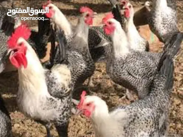 جاج بلدي بياض