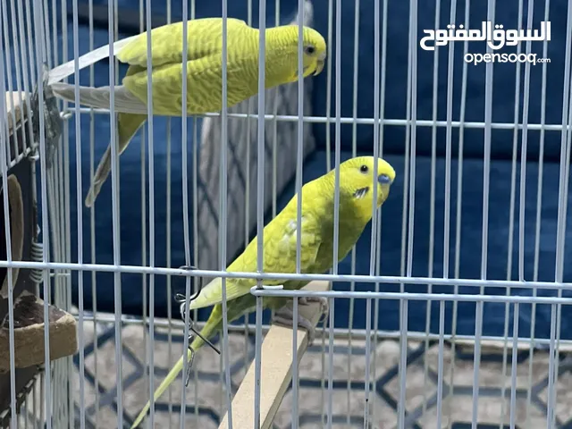 جوز عصافير حب للبيع او للبدل