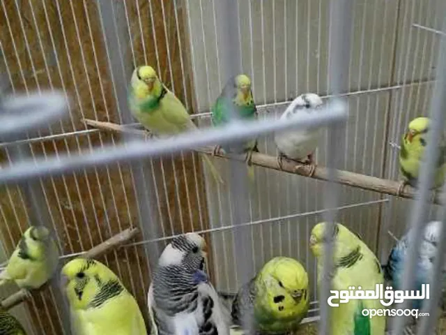 بغبغاء باجلي الحبه 40في ابوظبي