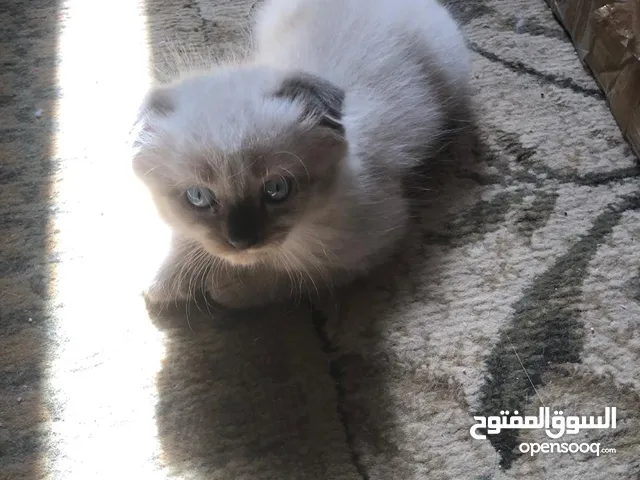 Scottish fold and hamalayan kittens