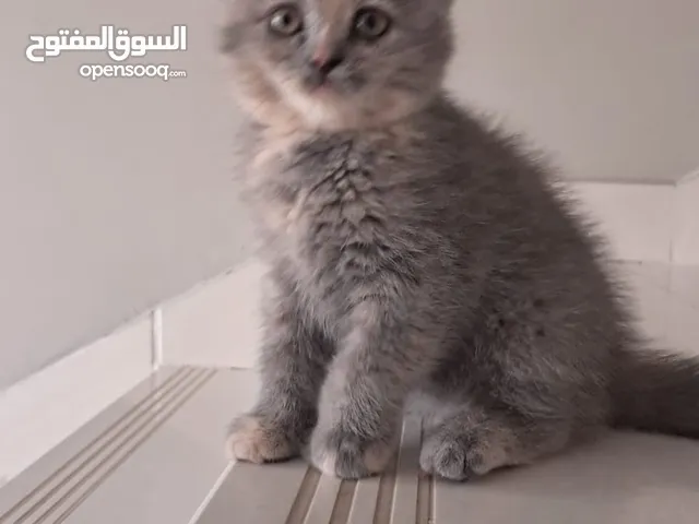 قطة أنثى سكوتش ستريت