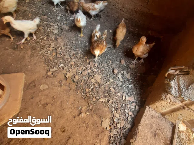 صوص لوهمن وبلدي