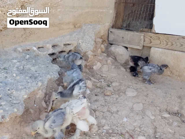 صوص براهما