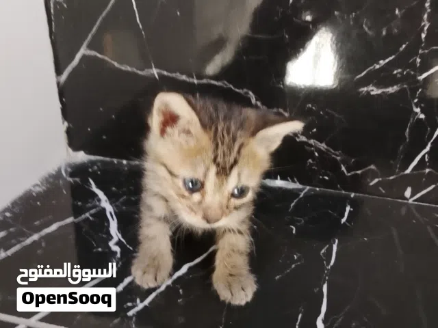 السلام عليكم قطه صغيره للتبني للي يكدر يربيه