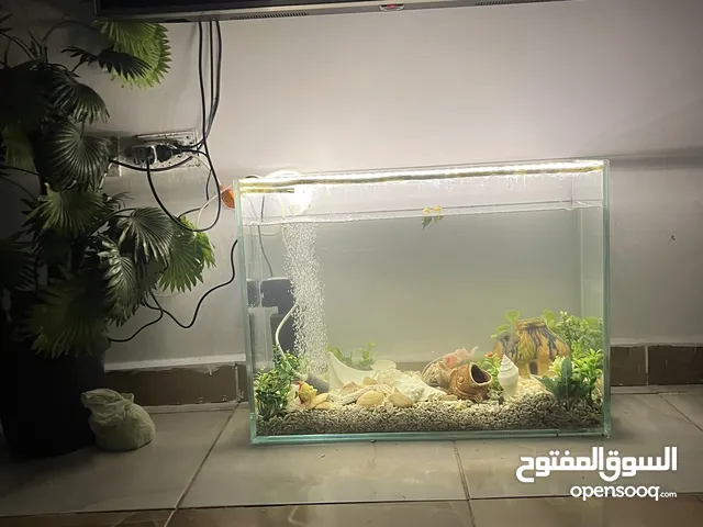 حوض سمك 10 مل ابيض كرستال