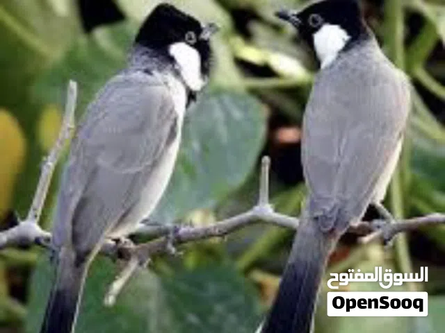 بلبل وحشي مال دياله اقره الجوه