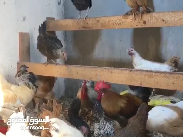دجاج بحريني وفرنسي للبيع
