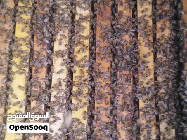 بيع عدة نحل