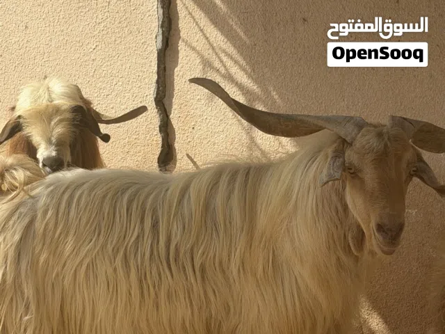 تيس جامودي للبيع