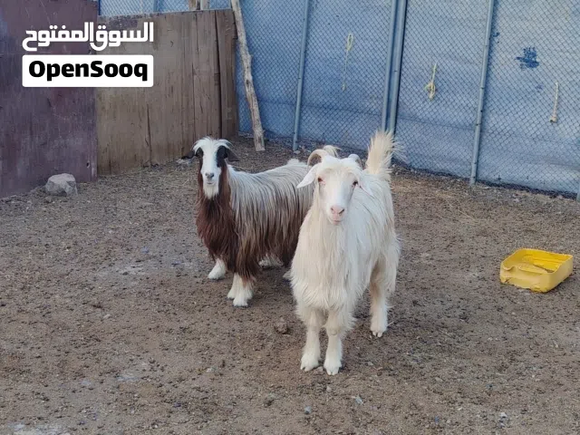 ماشاء الله للبيع غنم سلالة رحوب