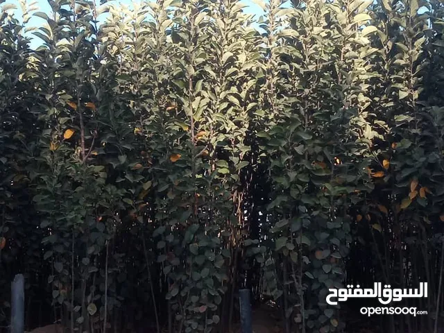 مشاتل ازهار صعدة شتلات تفاح سكري اسباني احمر وابيض وجميع انواع الفواكه