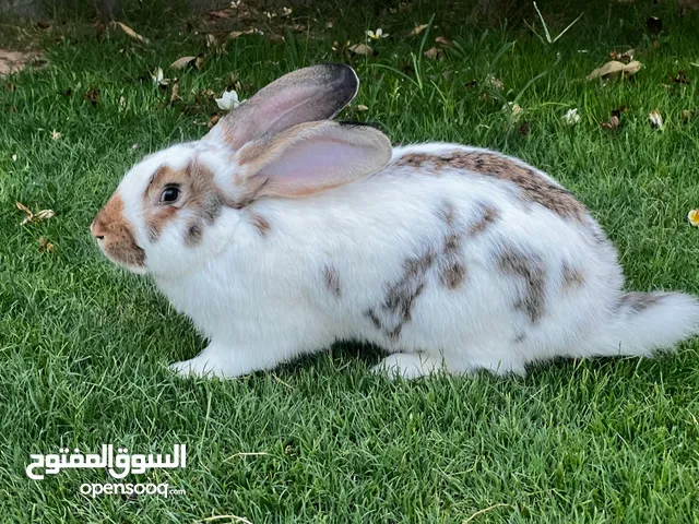ارانب للبيع الماني فراشه دم صافي زوز كوبيات اناتي عشار
