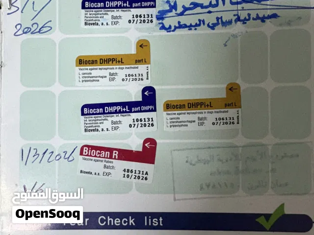 ذكر بلجم مالينو للبيع