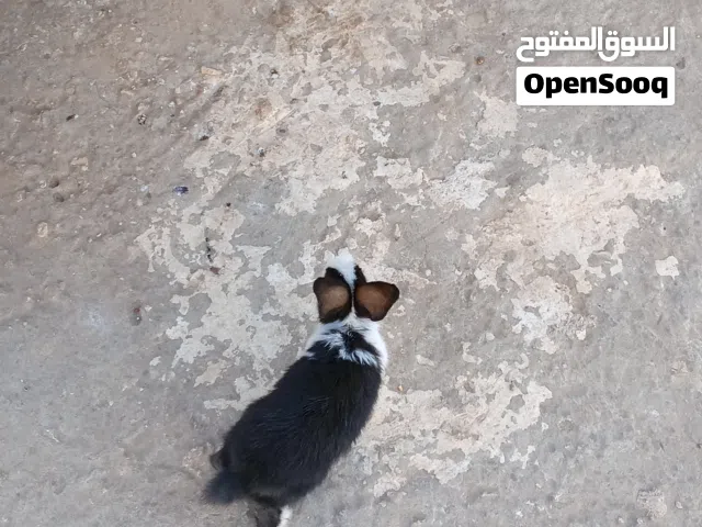 أرانب صغيرة متنوعة الأحجام والالوان