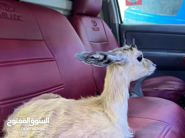 جدي غزال للبيع