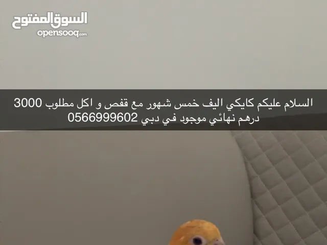 كايكي اليف لا يعرف العض