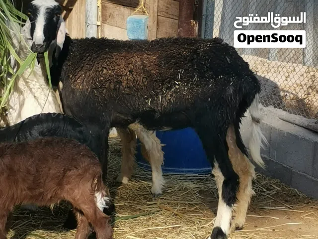 جعده نجديه اصل تحتها حمله تبارك الله ماشاء الله