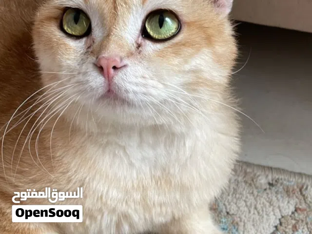 سكوتش فولد ماربل NY12