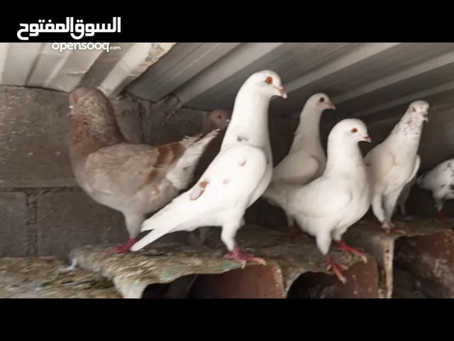 حمام فرنسي وكنجات