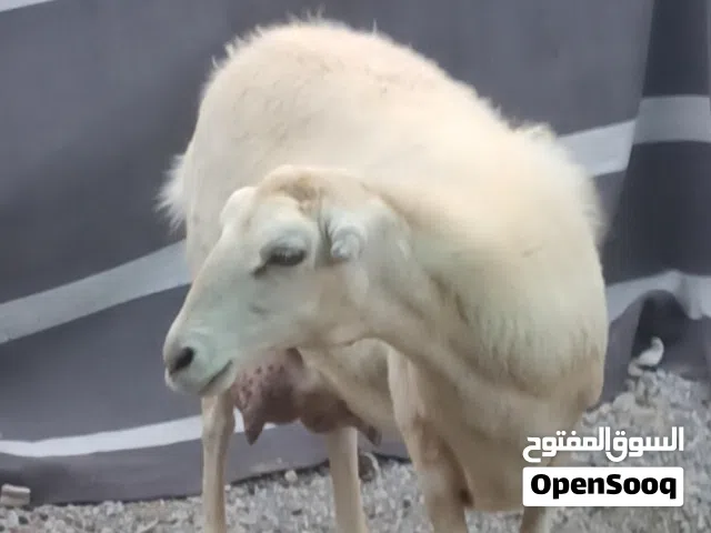 جاعده سمينه للذبح أو للتربيه مطلوب 80 قابل للتفاوض