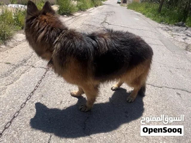 Larger size Longer hair جيرمن شبرد