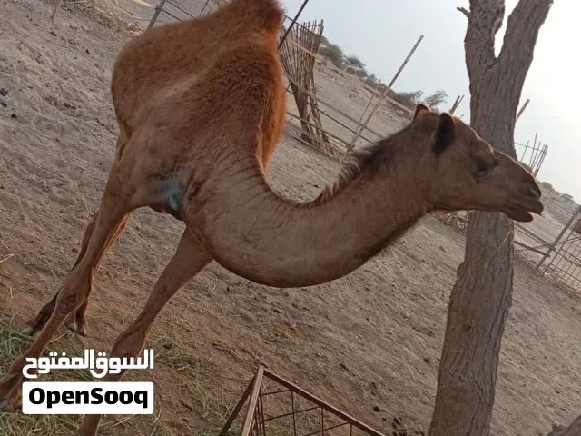 بكره للبيع