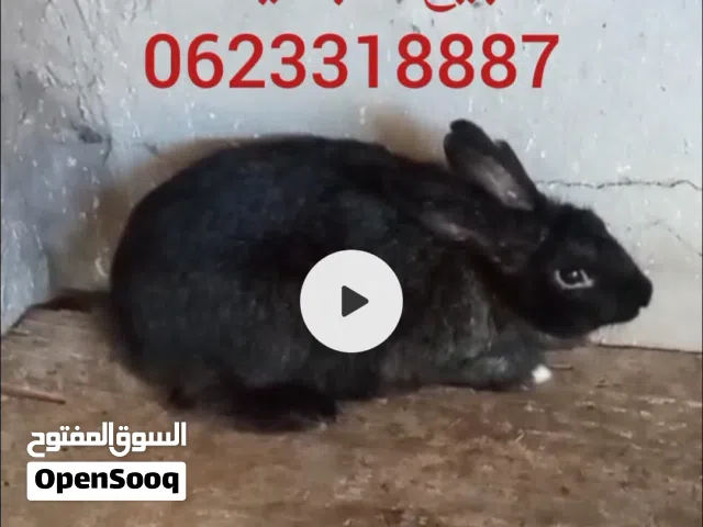 انتى ارنب عشار للبيع الجديدة