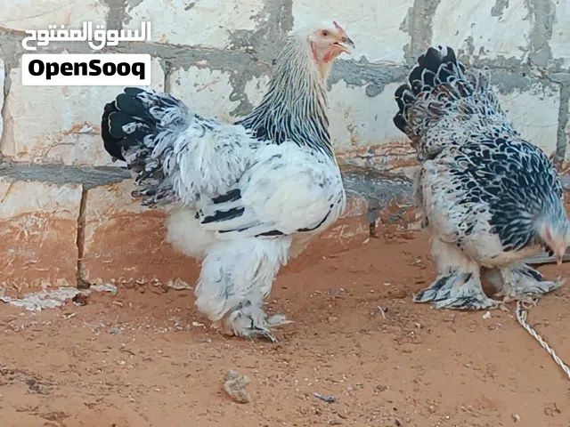 كوبية براهما