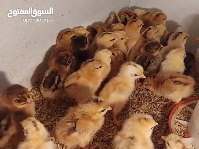 فروخ ريدايلندا