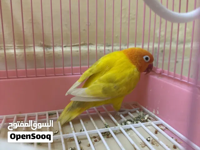 عصفور الوف بيرد نوع الفيشر يمتاز باصواتة التي تحي المنزل ولكن في الفيديو كان خاءف فقط من التلفون