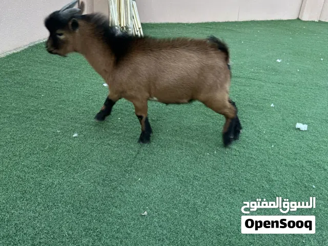 التيس الصغير لا يكبر