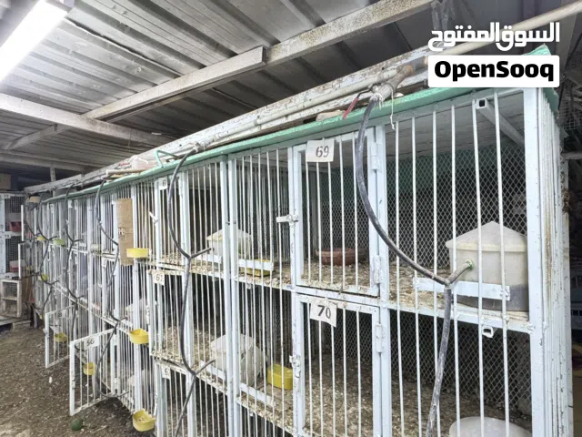 محاكر طيور حديد العدد 6