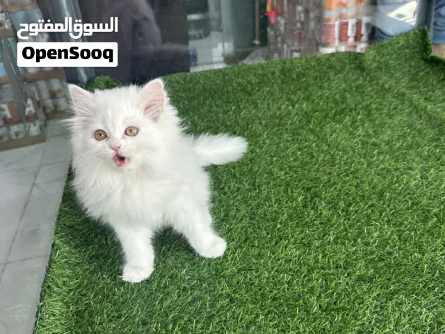 قطط شيرازي بكي فيس بيو عمر شهرين