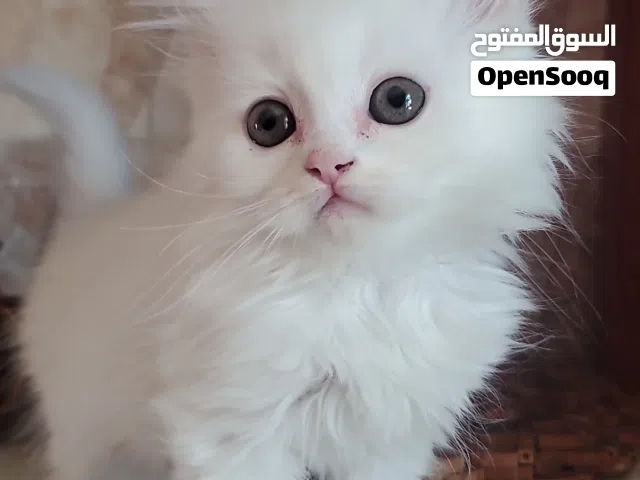 قطط شيرازي (كيتن) بيضاء مون فيس