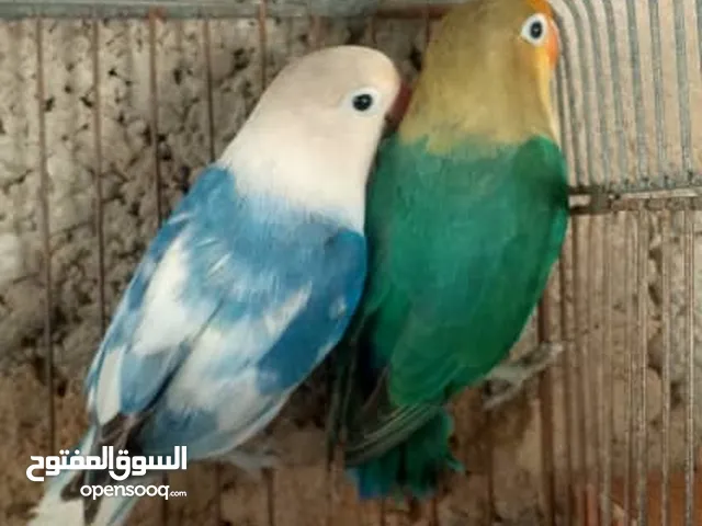 كوبيه فيشر مصوقر  بإذن الله