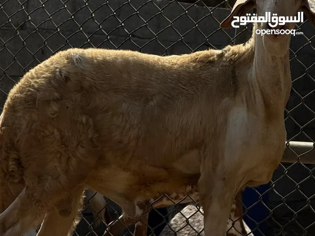 البيع كباش سودانيات